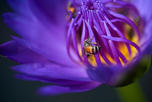 Bees takes nectar from the beautiful purple waterlily or lotus flower. Macro picture of bee and the flower. photo