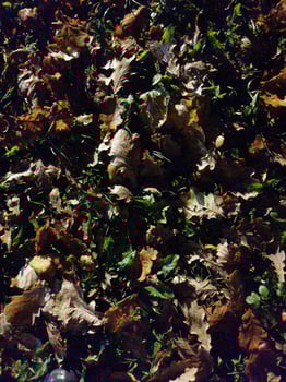 a pile of leaves on the ground photo
