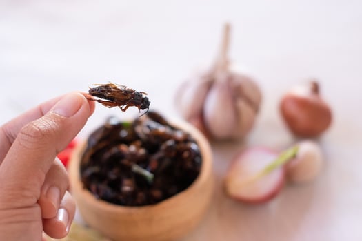 Hand holding fried crickets as high protein food edible insects in wooden bow with spices background photo