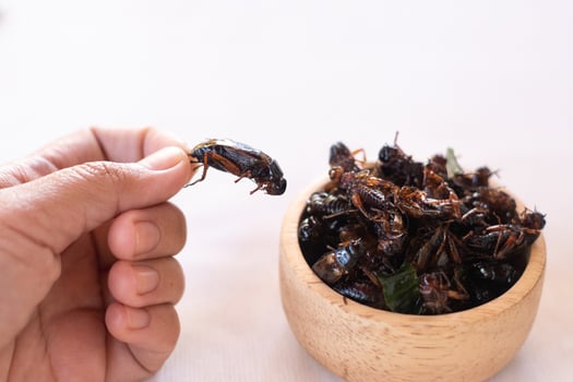 Hand holding fried crickets as high protein food edible insects in wooden bow with spices background photo