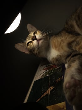 Close up photo of a cat looking at a bright light