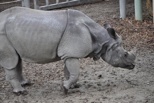 Rhinoceros mammal animal photo