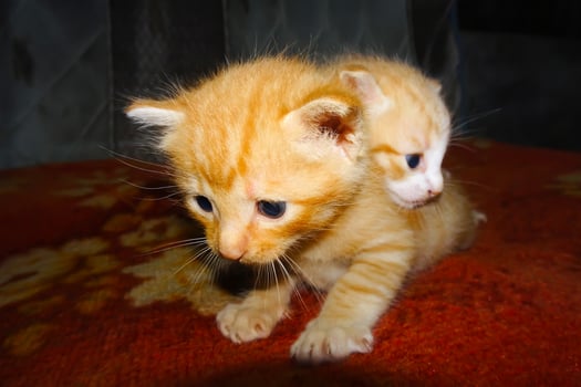 Closeup of ginger kitten. Two cute ginger kittens photo