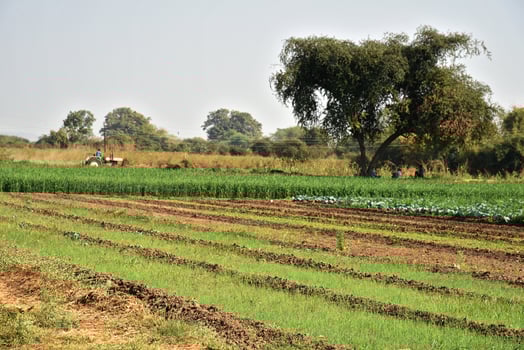 A field with a tree and a tractor in it photo