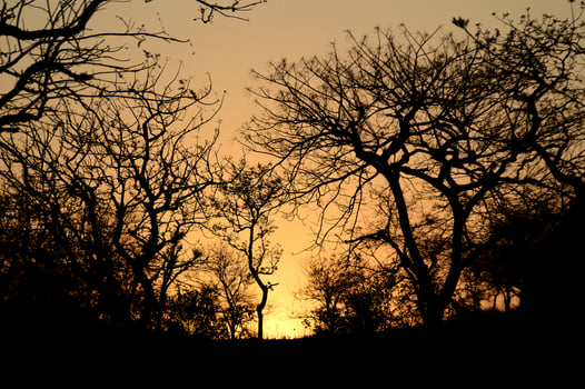 Landscape with Silhouette of trees at sunset. back light landscape, photo