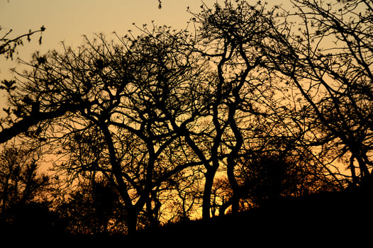 Landscape with Silhouette of trees at sunset. back light landscape, photo