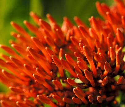 A close up of a red flower with green leaves photo