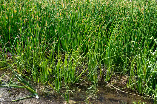 Green young Onion plants at a farm field, Agriculture field. photo