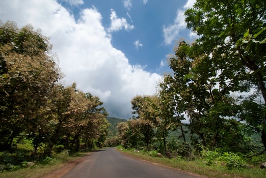 Beautiful Landscape with trees and mountain. photo