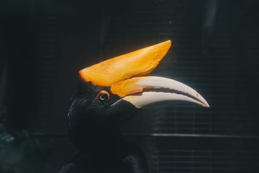 Wreathed Hornbill , also known as the Bar-pouched Wreathed Hornbill. photo