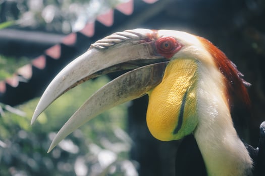 Rhinoceros Hornbill Bird in dark background photo