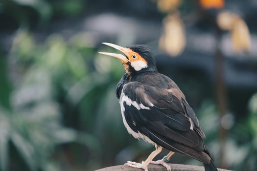 The pied myna or Asian pied starling or Jalak Suren, Local myna bird from Indonesia photo