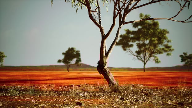 dry african savannah with trees photo