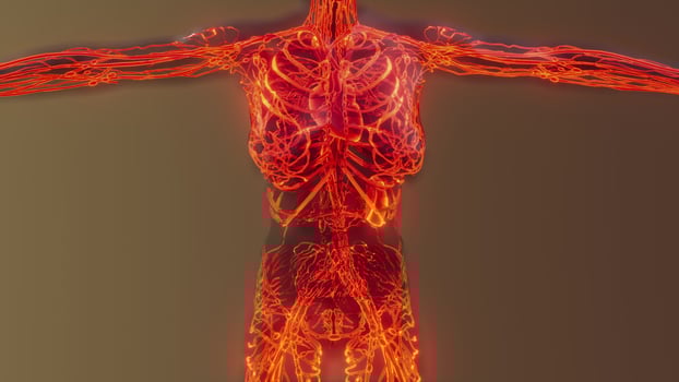analysis of human blood vessels anatomy scan photo