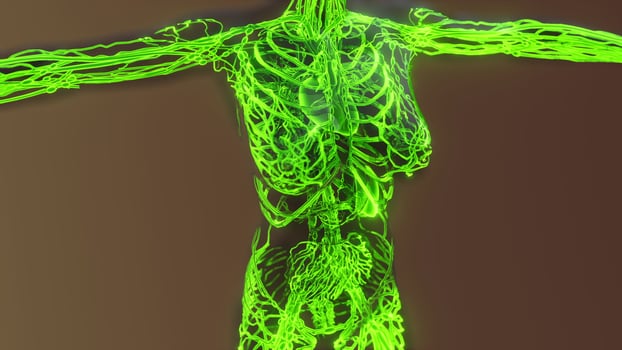 Human Circulatory System Medical scan photo