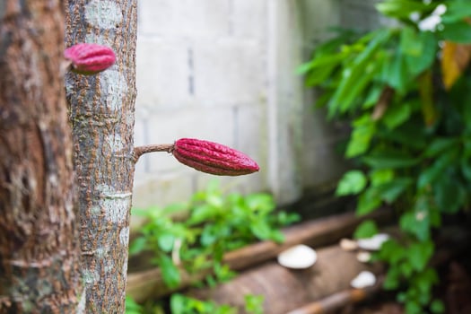 Small young cacao fruit on the cacao tree photo