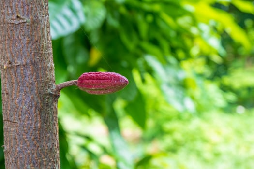 Small young cacao fruit on the cacao tree photo