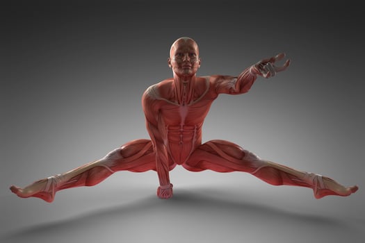 Human Muscle Anatomy photo