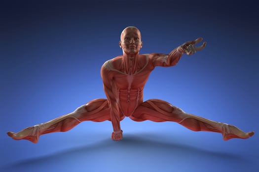 Human Muscle Anatomy photo