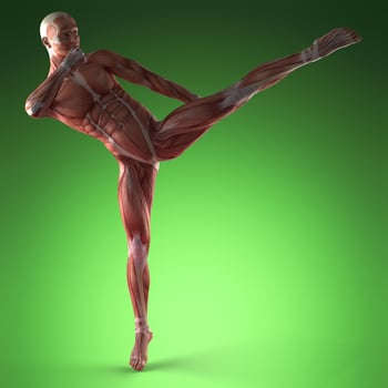 Human Muscle Anatomy photo
