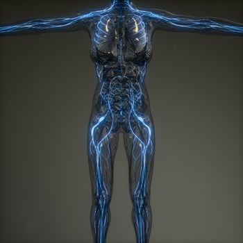 Human Neurology System Radiology Exam photo