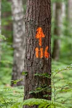 Single pine tree trunk with a mark painted red photo