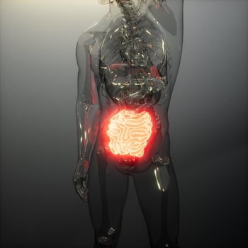 Human Small Intestine Radiology Exam photo