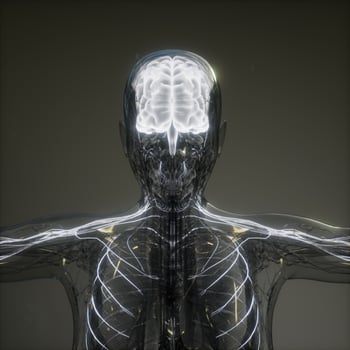 Human Brain Radiology Exam photo