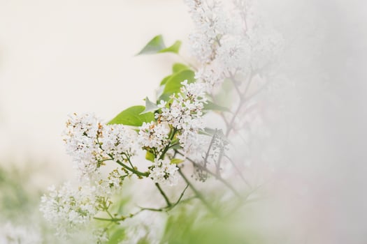Beautiful flowering background photo