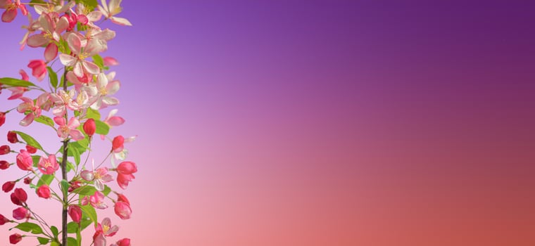 Banner with beautiful and colorful cherry blossom at Spring day in tropical garden with copy space for text and rosy and blue gradient background. Concept love, Spring and happiness. photo