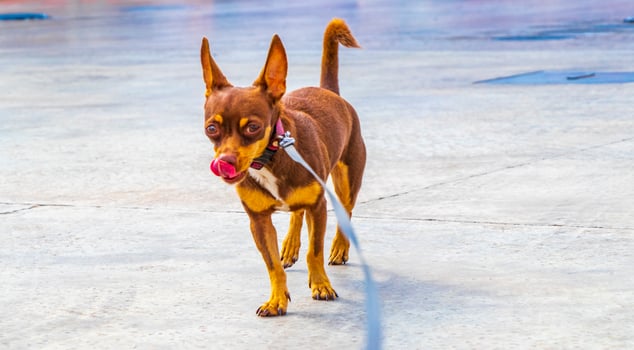 Dog on pink leash is waiting for his master Mexico. photo