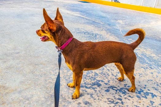 Dog on pink leash is waiting for his master Mexico. photo
