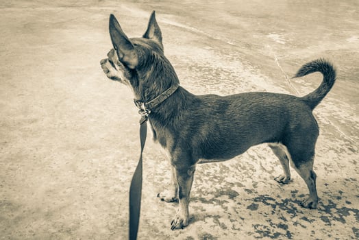 Dog on pink leash is waiting for his master Mexico. photo