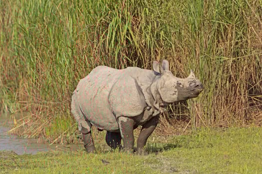 Indian Rhino on a River Bank photo