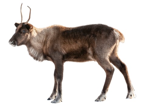 The image of a northern deer on a white background photo