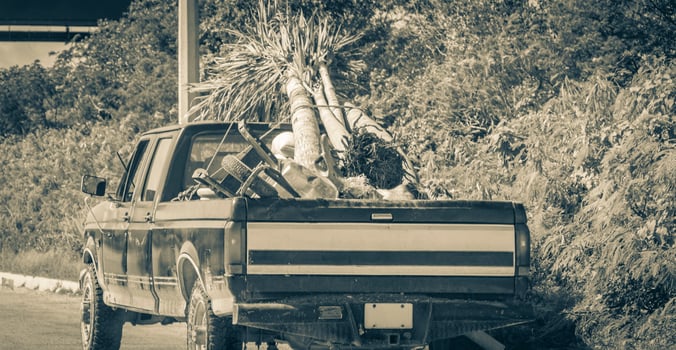 Old dirty american pick up truck car with palm trees on truck bed photo