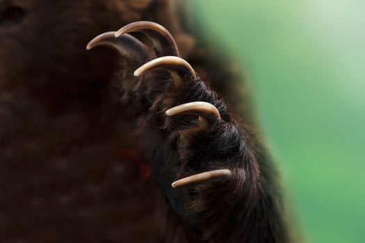 Close up shot of a Kamchatka brown bear paw photo