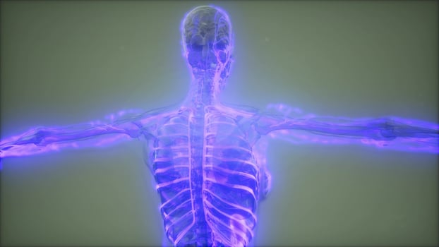 Blood Vessels of Human Body photo