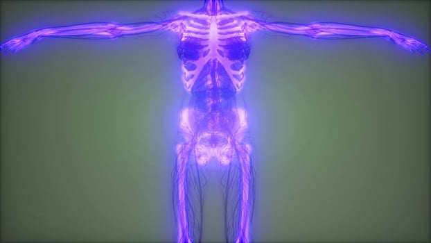 Transparent Human Body with Visible Bones photo