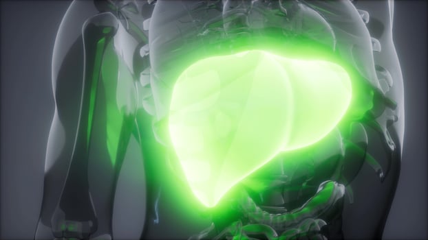 Human Liver Radiology Exam photo