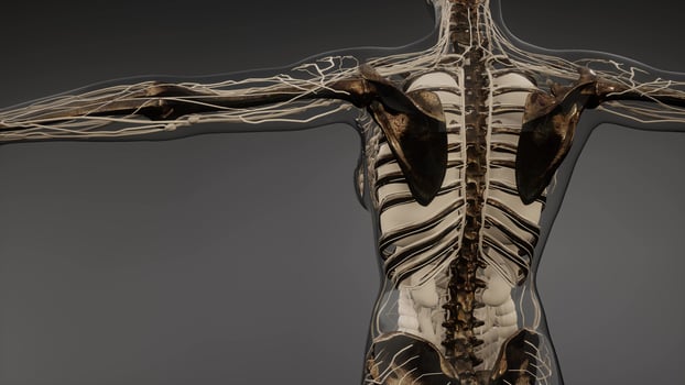 Transparent Human Body with Visible Bones photo