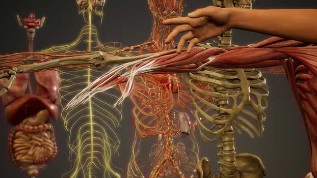Animated 3D human anatomy illustration photo