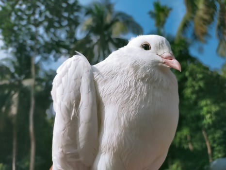 King and Queen pigeons and extraordinary doves and birds photo