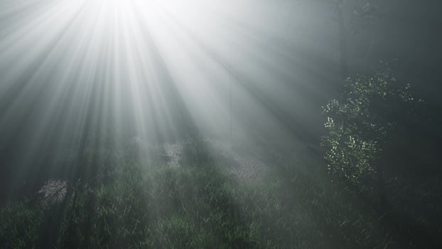 Misty Spring Morning in Pine Tree Forest photo