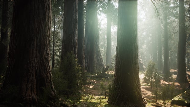 Sunrise in the Sequoias, General Grant Grove, Sequoia National Park photo