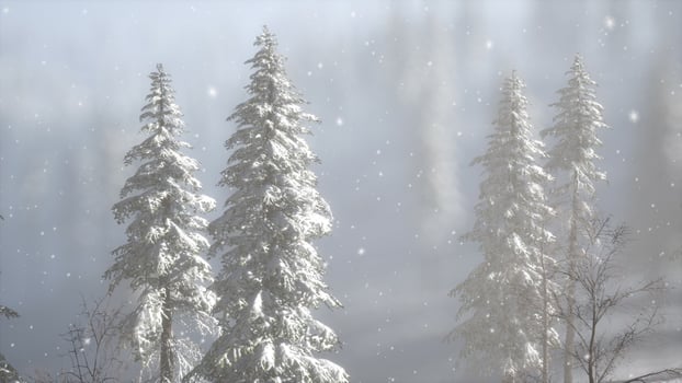 Misty fog in pine forest on mountain slopes photo
