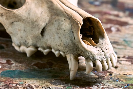 Dog scull without lower jaw photo