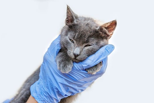 Veterinarian doctor holding and examining little gray kitten isolated on white background. Close up of young cat getting check up by vet doctor hands. Animal care and pet treatment concept. photo