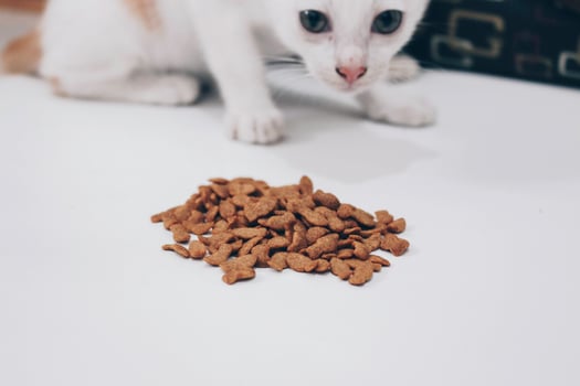 Tabby Cat eats dry cat food from white floor photo
