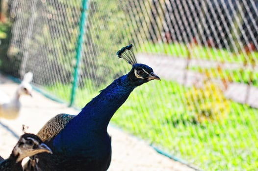 pheasant at the cage photo